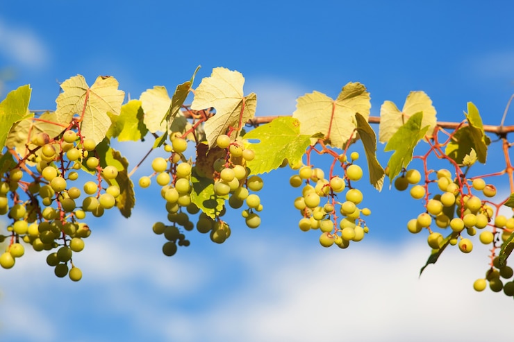 Foto uvas verdes cerca de la cosecha