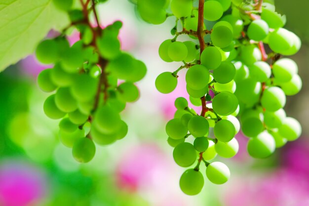 uvas verdes cerca de la cosecha