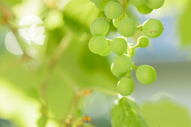 Uvas verdes em uma videira em um vinhedo