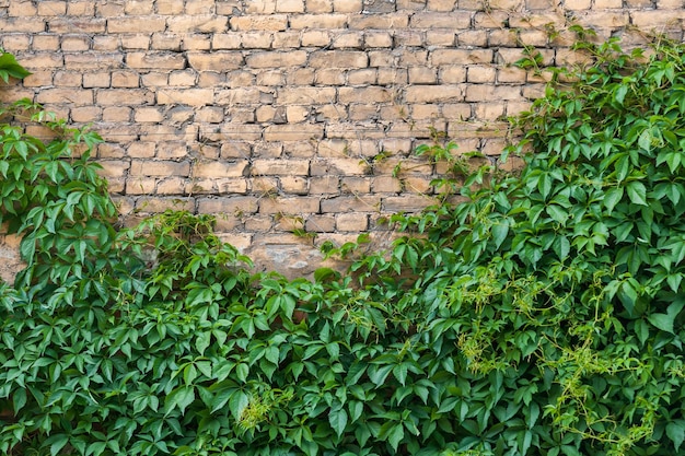 Uvas verdes encaracoladas em uma parede de tijolos bege