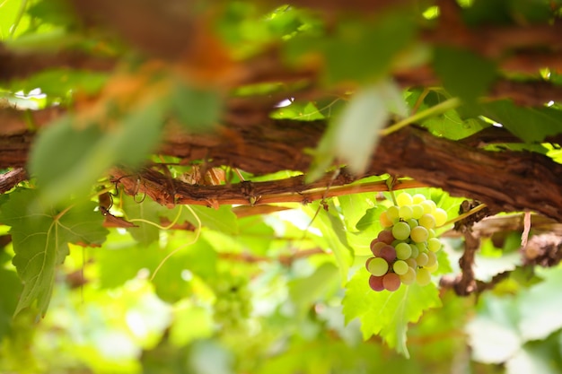 Uvas verdes de la finca como bonito fondo