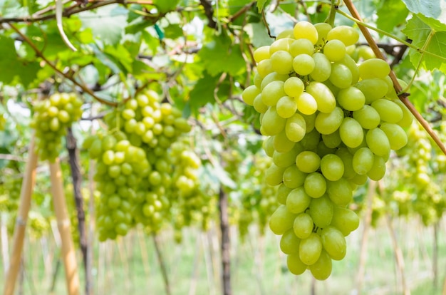 Uvas verdes frescas en el árbol en una granja de Tailandia