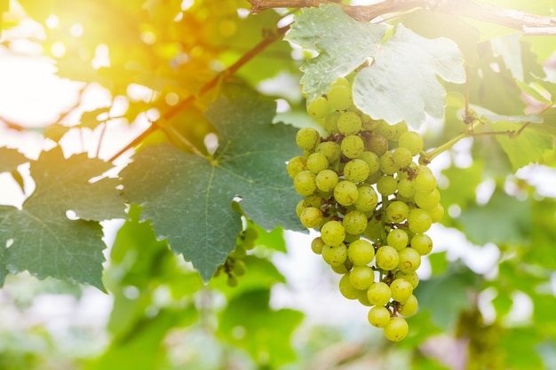 Uvas verdes frescas en el árbol para vino hecho