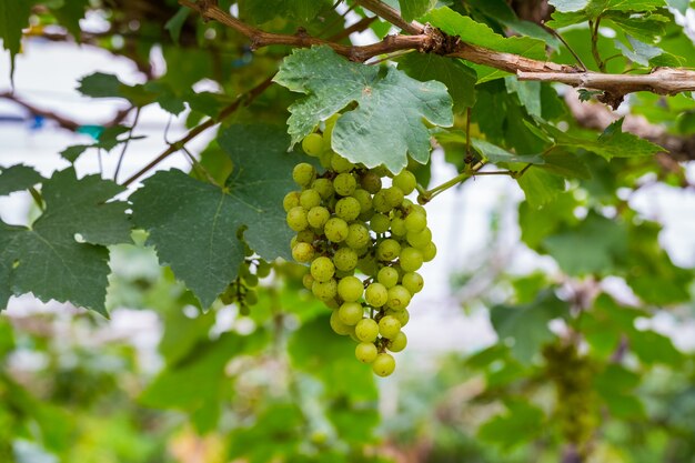 Uvas verdes frescas na árvore para vinho feito