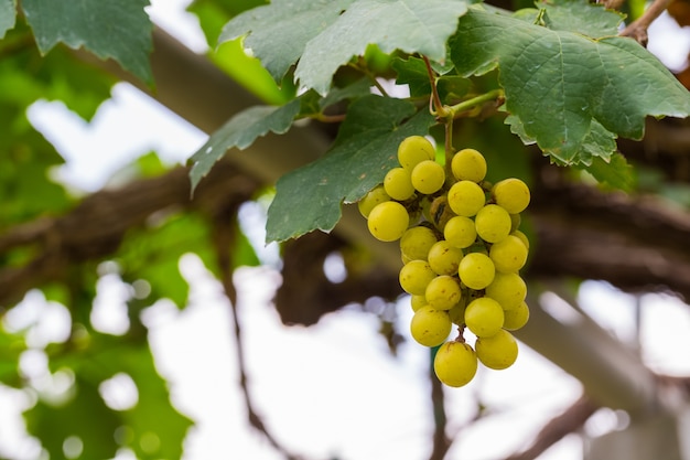 Uvas verdes frescas na árvore para vinho feito