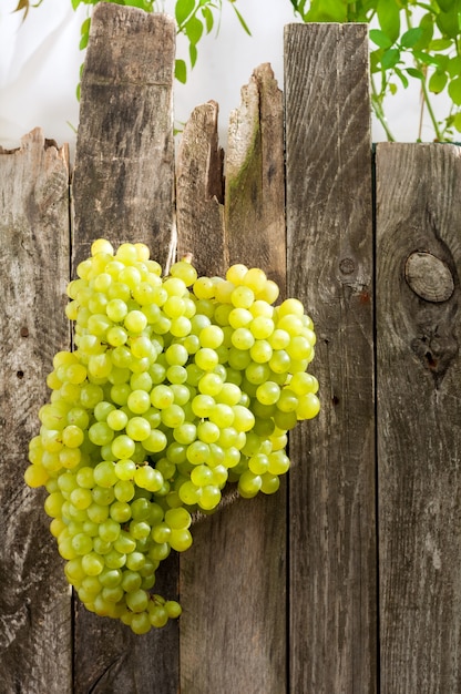 Uvas verdes frescas na velha cerca de madeira