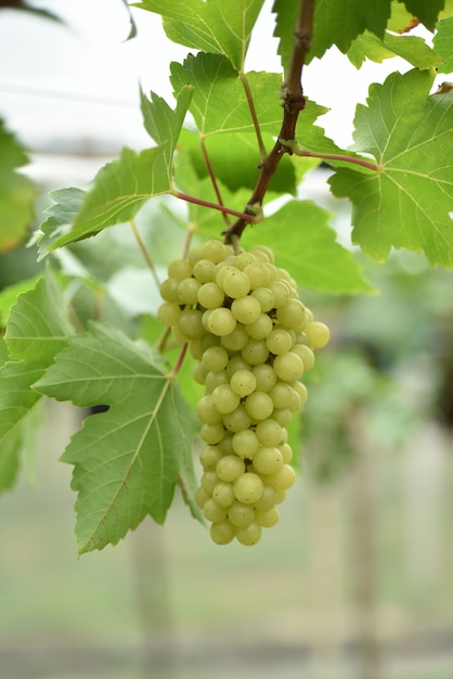 Uvas verdes con hojas verdes