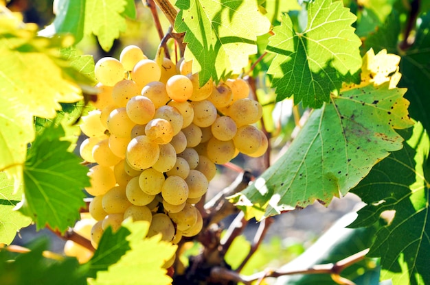 Uvas verdes en el huerto