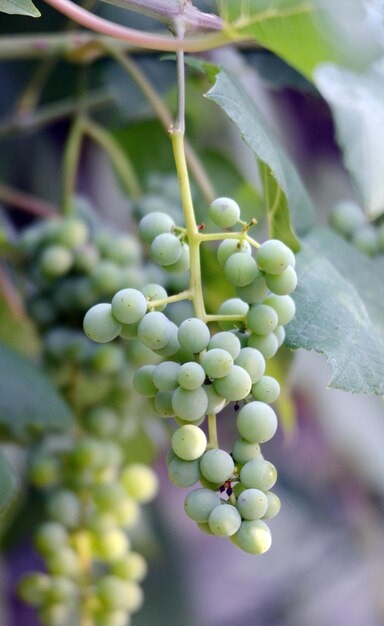 Uvas verdes imaturas