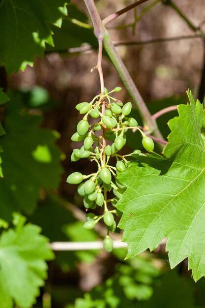 Uvas verdes inmaduras bayas pequeñas inmaduras racimo verde de uvas