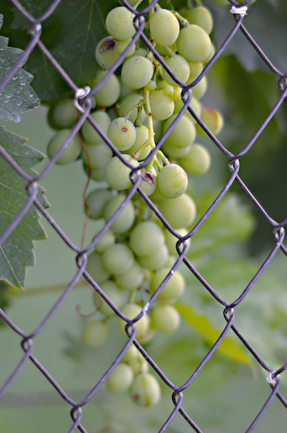 Uvas verdes sin madurar