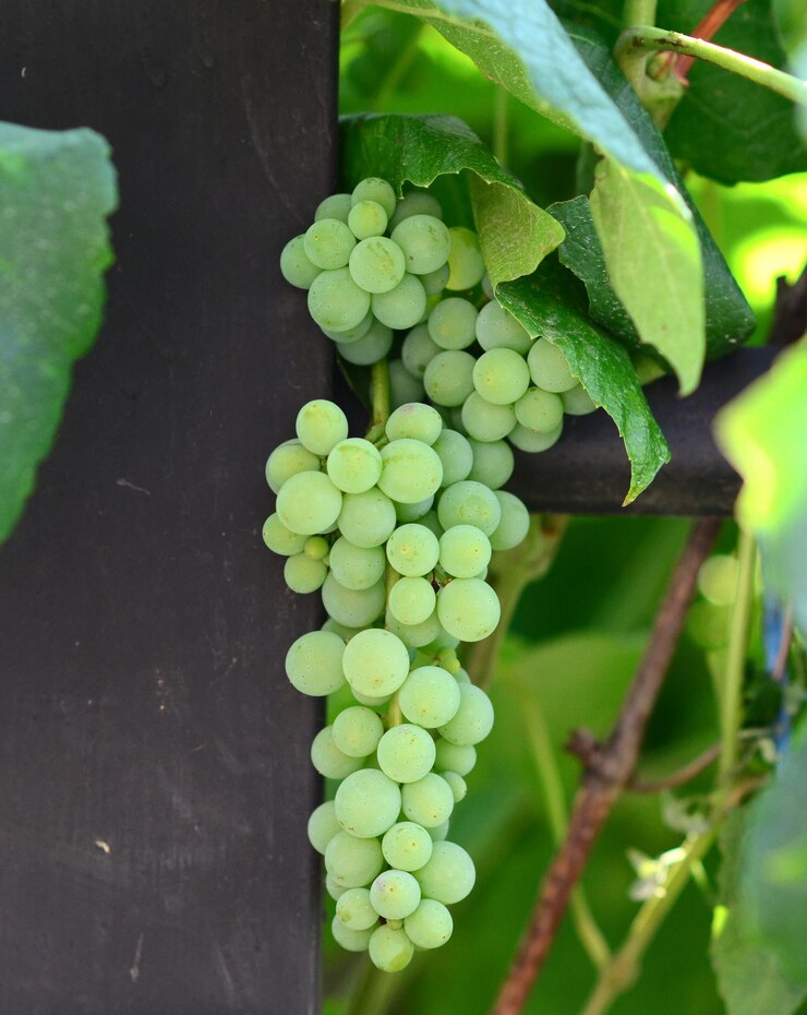 Foto uvas verdes sin madurar