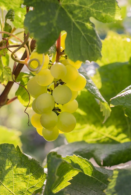 Uvas verdes maduras de sabor doce crescem naturalmente