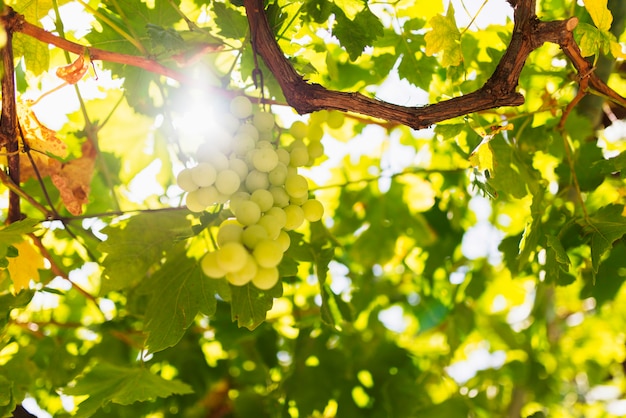 uvas verdes maduras que crecen en Chipre