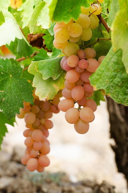 Uvas verdes na videira sobre fundo brilhante de folhas de uva