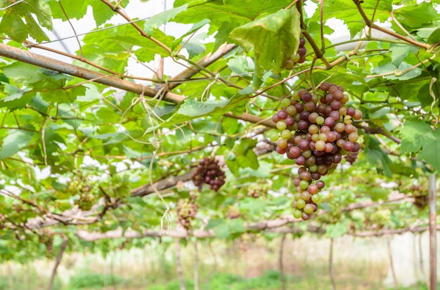 Uvas verdes na videira