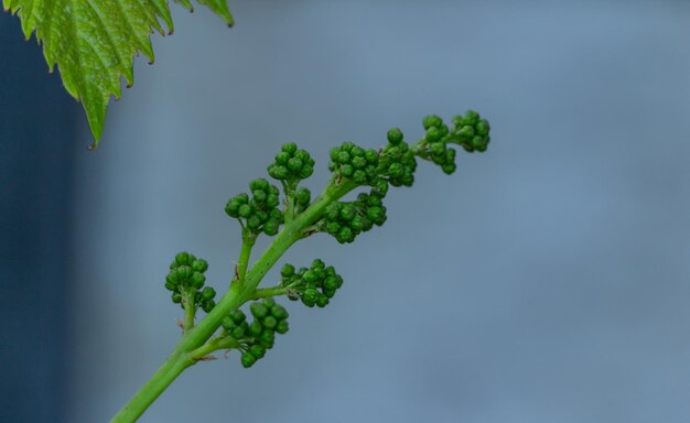 Uvas verdes no vinhedo em casa do botão