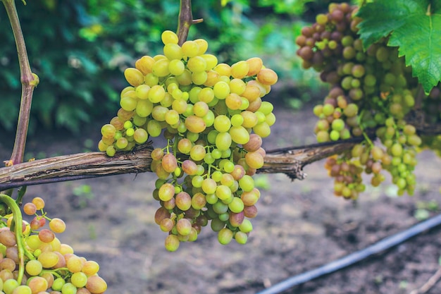 Uvas verdes no vinho fecham