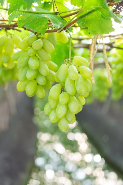 Uvas verdes que cuelgan en un arbusto, Damnoen Saduk, provincia de Ratchaburi. Tailandia