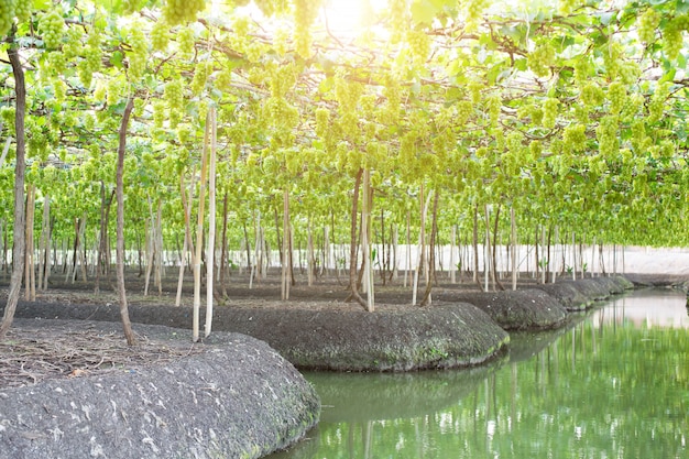 Uvas verdes que cuelgan en un arbusto, Damnoen Saduk, provincia de Ratchaburi. Tailandia