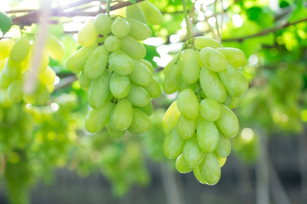 Uvas verdes que penduram em um arbusto, damnoen saduk, província de ratchaburi. tailândia