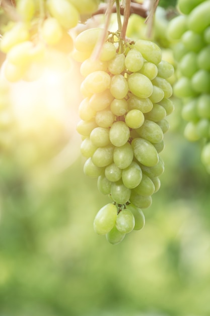 Uvas verdes que penduram em um arbusto, Damnoen Saduk, província de Ratchaburi. Tailândia