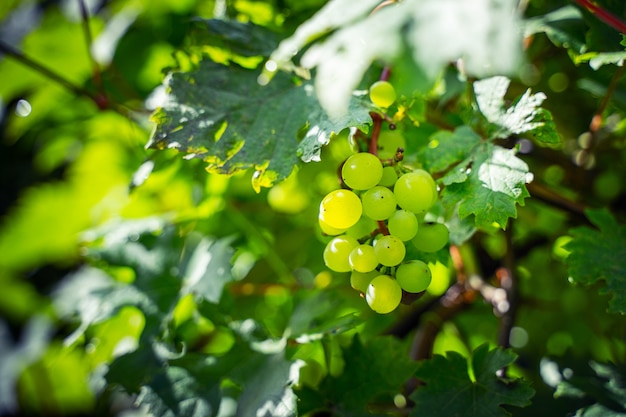 Uvas verdes en una rama. Viñedo