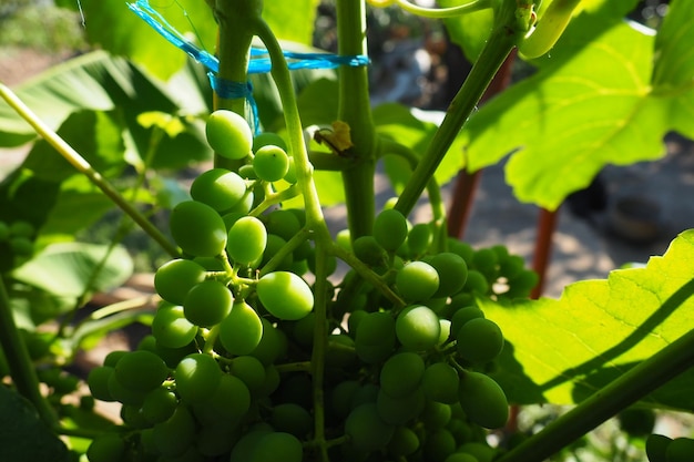 Uvas verdes tiernas cuelgan de las ramas de la vid Uvas inmaduras como cultivo futuro Enfermedades de las plantas Hojas de uva verde Serbia Vojvodina Sremska Mitrovica Vinicultura en Serbia