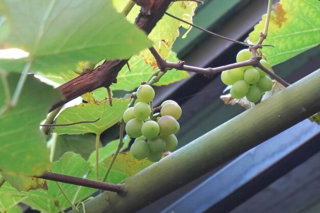 Uvas verdes en la vid en el viñedo de cerca