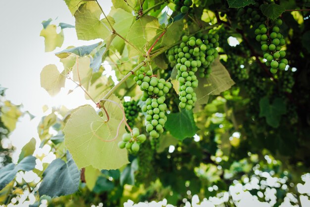 Uvas verdes en viñedo