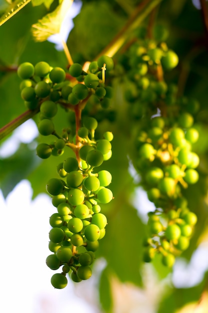 Uvas verdes