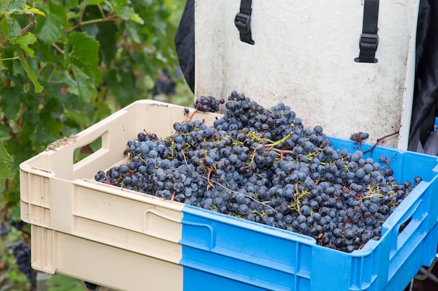 Uvas vermelhas durante o tempo de colheita na cesta