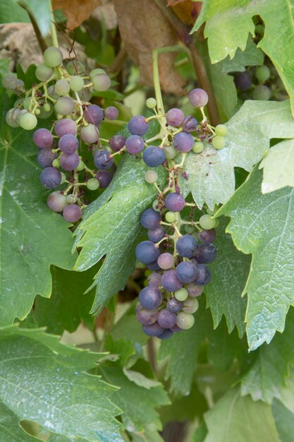 Uvas vermelhas e verdes na videira