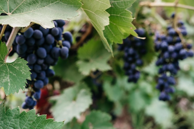 Uvas vermelhas maduras penduradas em um aglomerado em uma videira verde no vinhedo Uvas donzelas negras grande cacho