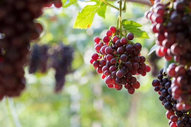 Uvas de vid en la cosecha