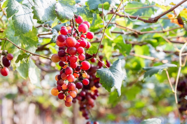 Uvas de la vid en la cosecha