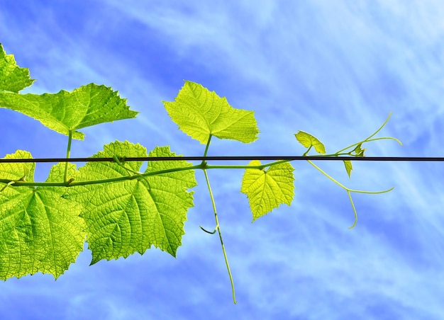 Uvas de vid joven en el fondo del cielo nublado