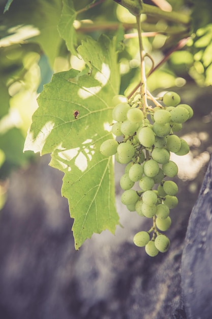 Uvas de vid maduras en una granja Italia