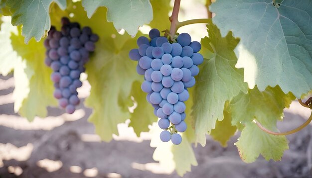 Foto uvas en vid que crecen en el viñedo