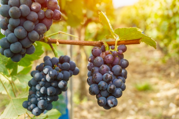 Uvas de la vid en la región de champagne en la cosecha de otoño, Francia