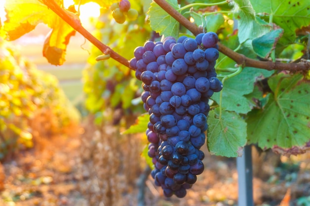 Uvas de la vid en la región de champagne en la cosecha de otoño, Francia