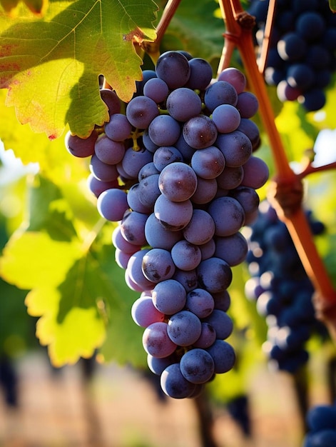 uvas en una vid con una vid roja y verde.