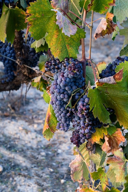 Uvas de vid en el viñedo listas para la cosecha