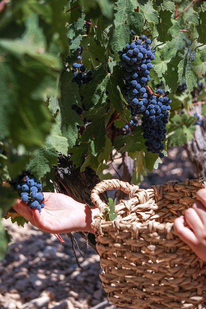 Uvas de vid en el viñedo listas para la cosecha