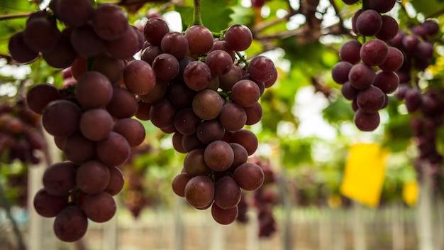 Uvas en una vid en el viñedo