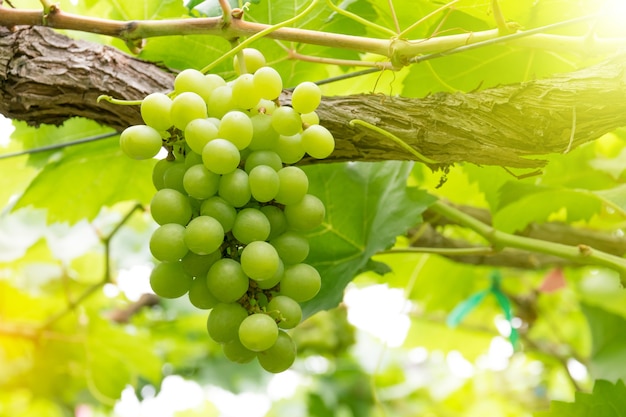 Uvas en viña en un día soleado