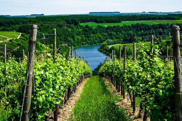 uvas en viña, uvas en viñedo, paisajes de viñedos