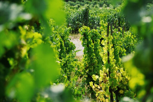 Uvas en el viñedo