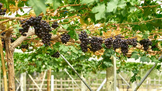 Foto uvas en el viñedo