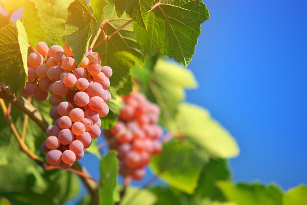 Uvas en un viñedo